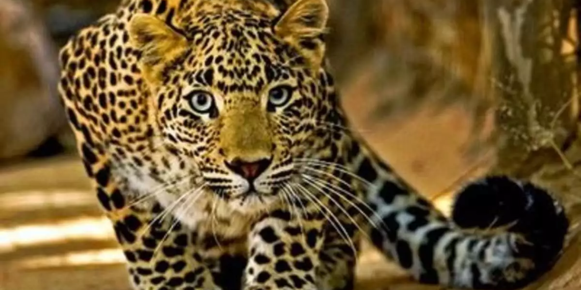 Leopard attack in Moradabad